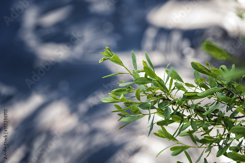 Branch over water photo