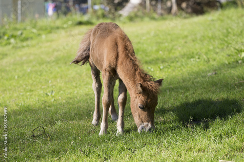 Baby pony © paula sierra