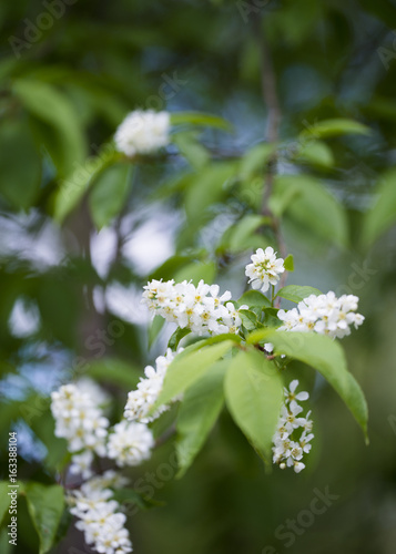 Bird-cherry tree photo