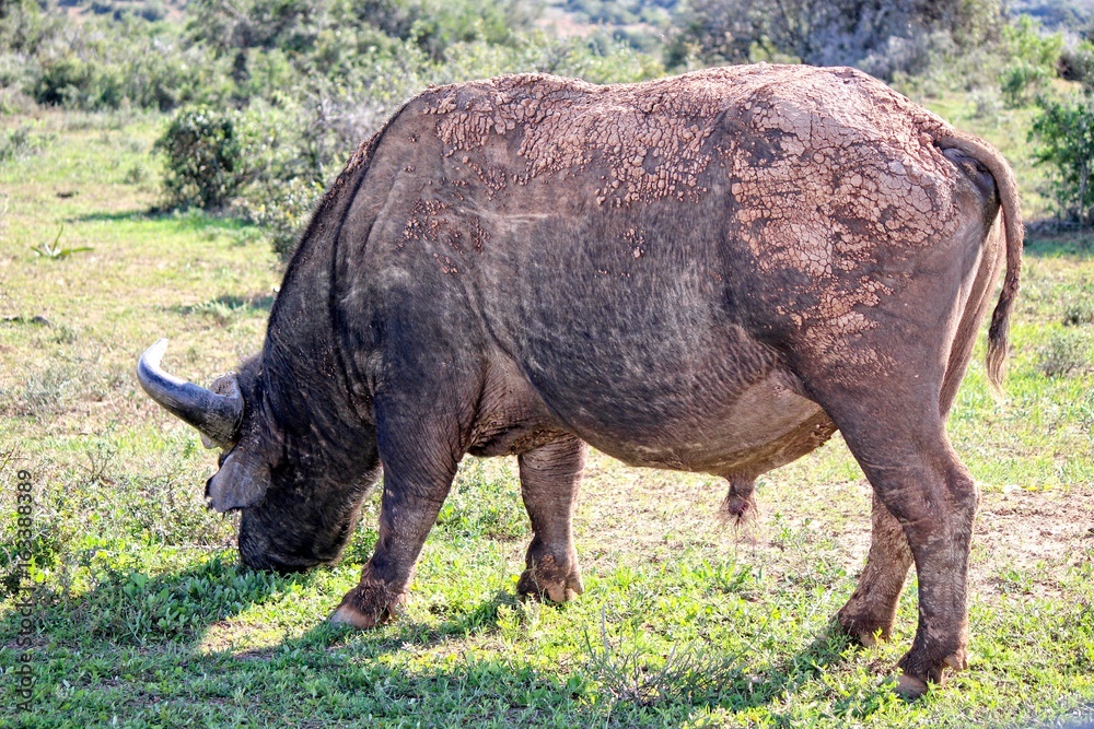 Fototapeta premium Wild Buffalo