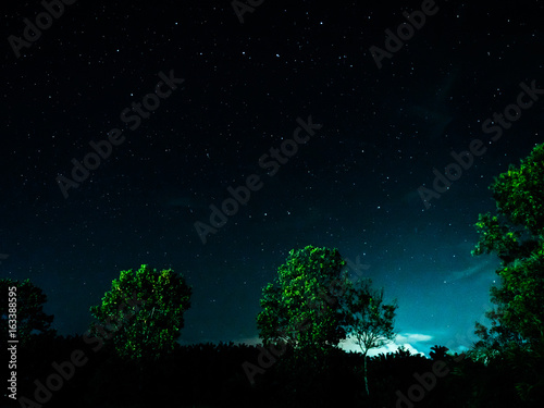 starry night in the forest