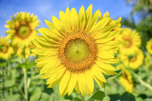 Beautiful sunflowers © nayladen