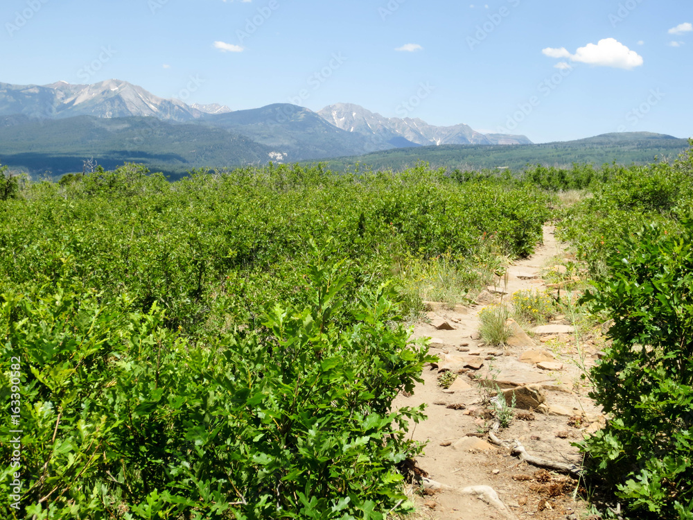 Animas trail through green scrub oaks with mountains in Durango, Colorado