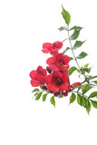 blooming red flower Campsis