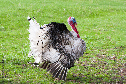 turkey male or gobbler closeup on a green grass background