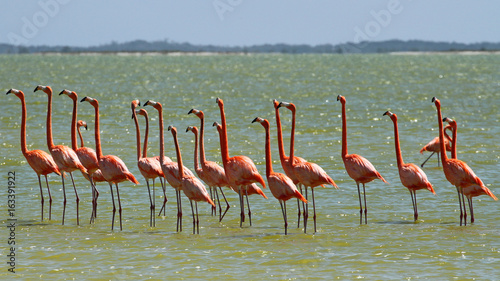 Flamingos in Yucatan Mexico