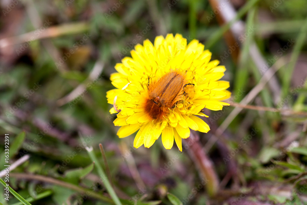 May bug or cockchafer or Melolontha on a dandelion May bug or cockchafer or Melolontha on a dandelion