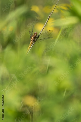 Beautiful nature scene with dragonfly Keeled skimmer (Orthetrum coerulescens). Macro shot of dragonfly on the grass. Dragonfly in the nature habitat.