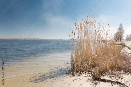 Fototapeta Naklejka Na Ścianę i Meble -  Reeds on the shore