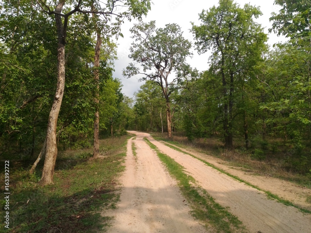 Forest Pathway