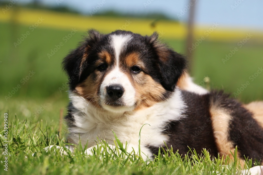 border collie welpe spielt im garten border collie welpe spielt im garten