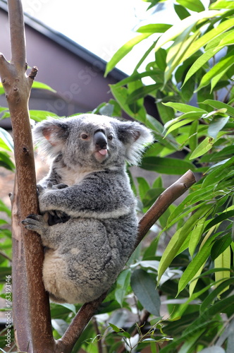 Fototapeta Naklejka Na Ścianę i Meble -  Frecher Koala