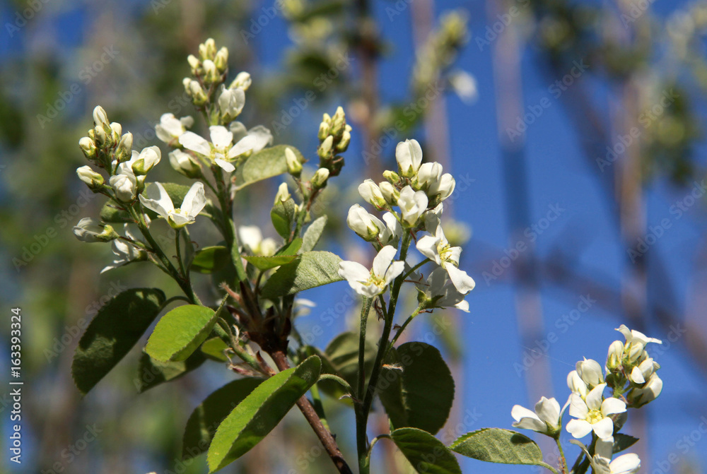 Flowers of the cherry tree in spring Flowers of the cherry tree in spring