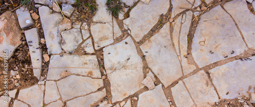 horizontal ant trail on white stones photo