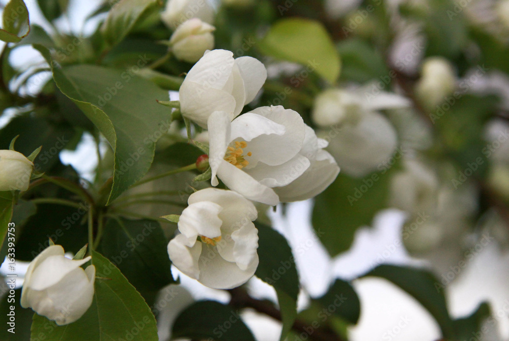 Flowers of the apple tree in spring Flowers of the apple tree in spring
