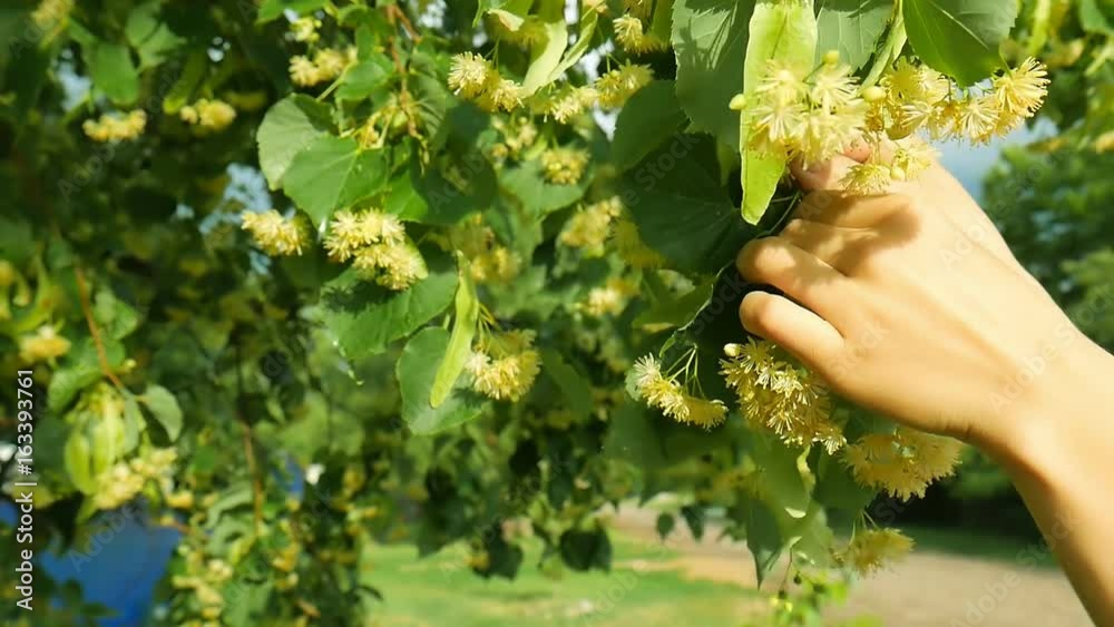healthy girl pick linden flowers herbs from tree branches . healthy girl pick linden flowers herbs from tree branches .