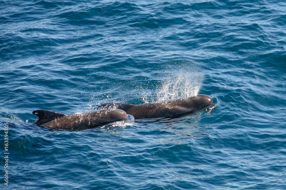 Fototapeta premium Long-finned Pilot Whales