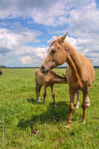 The mare is feeding the colt 