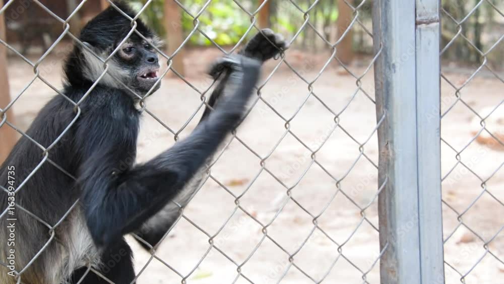 Tourist feeding a spider monkey in captivity in Mexico