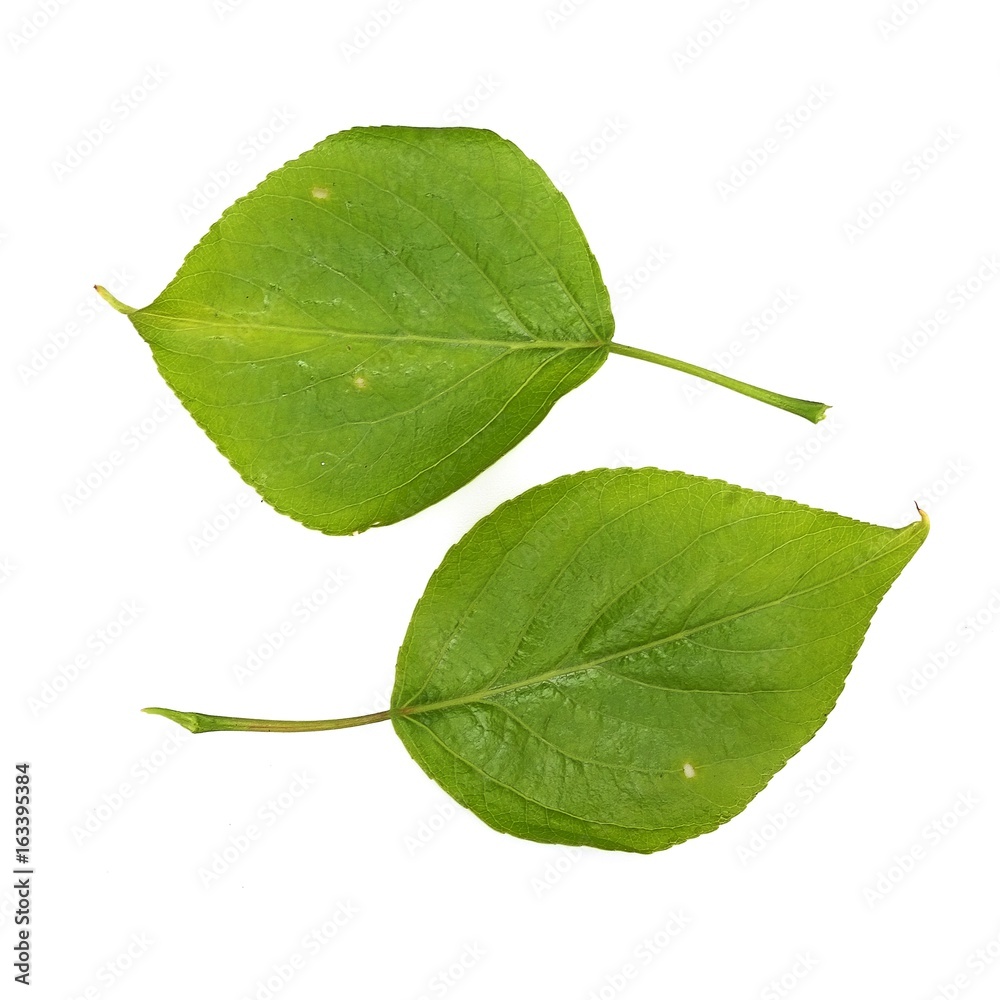 Fototapeta premium Birch leaf on a white background in various angles