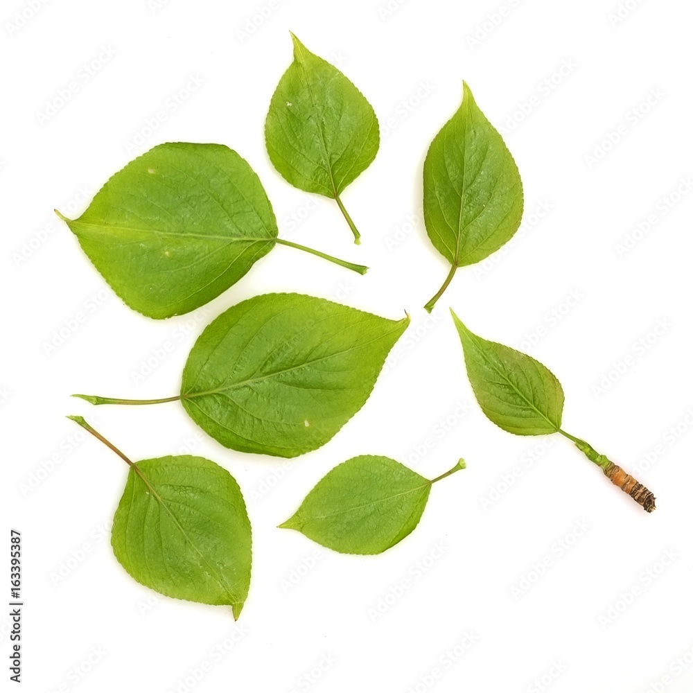 Fototapeta premium Birch leaf on a white background in various angles