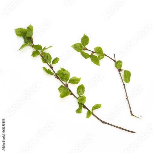Birch branches on a white background