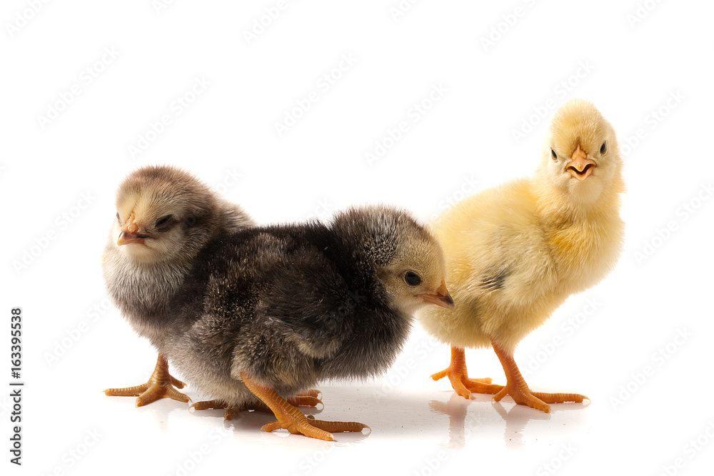 three little chicken isolated on white background