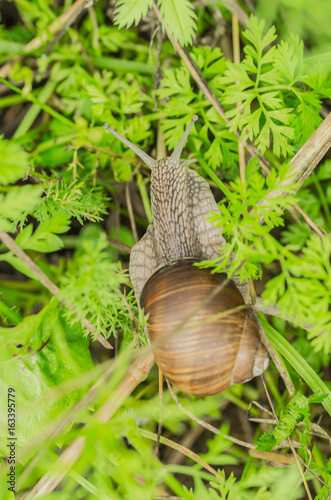 The grape snail lives in the garden and crawls along the green grass, with the right preparation is a delicious delicacy