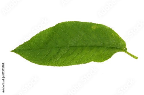 Leaf of bird cherry on a white background