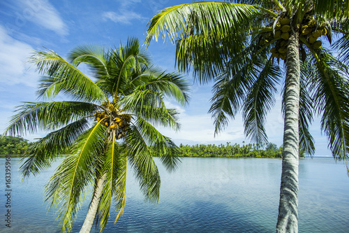 palmiers sur lagon turquoise, polynésie, tahiti