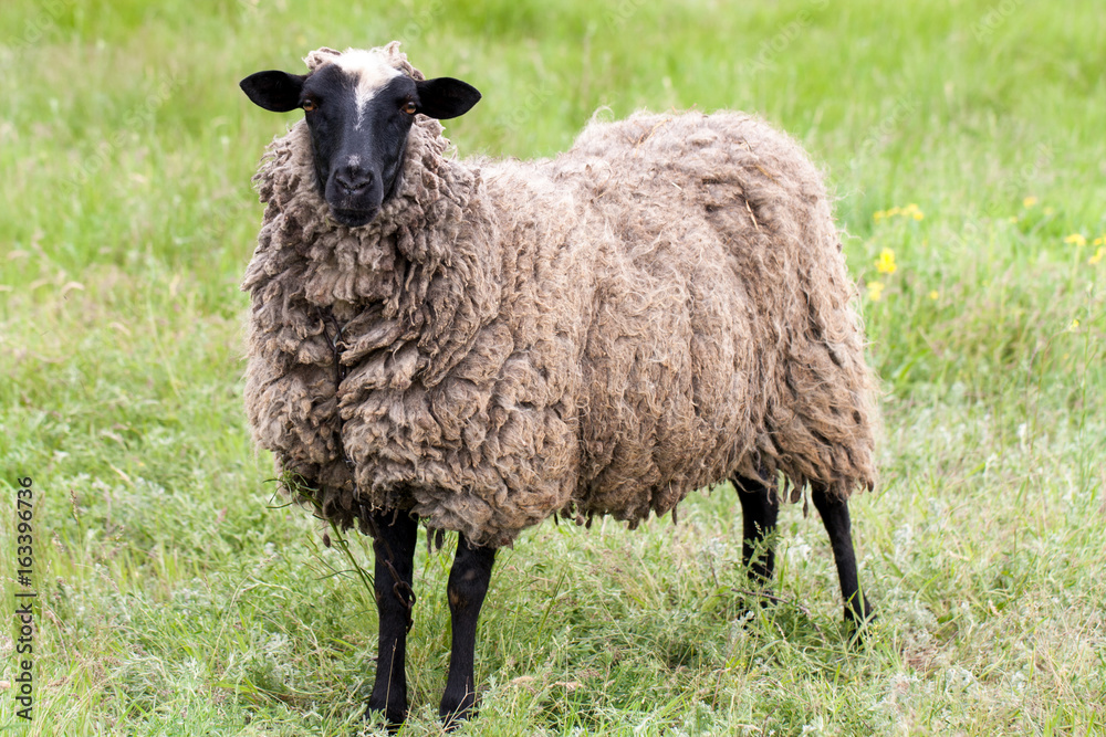 Naklejka premium Sheep with dirty wool grazing in a meadow