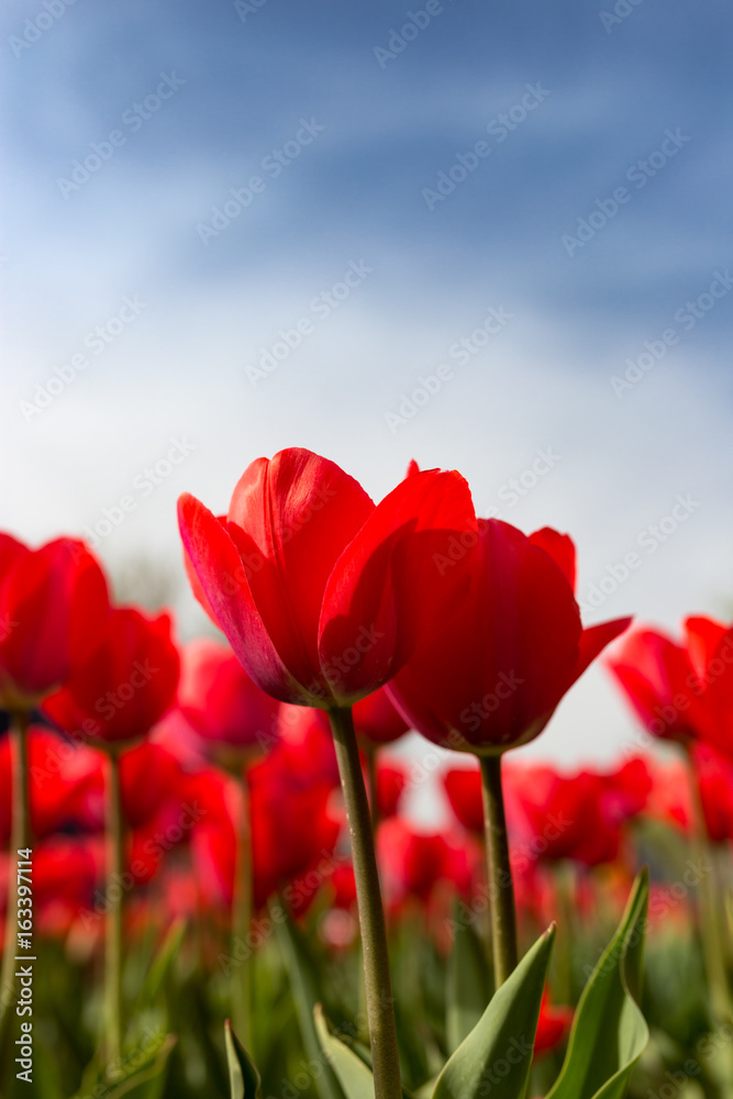 Obraz premium Red tulips against the blue sky in the nature