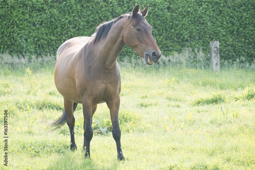 Horse in the open field