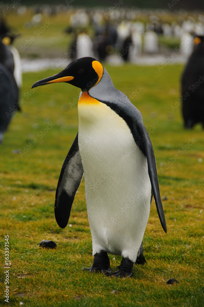 Fototapeta premium King Penguins on Salisbury plains