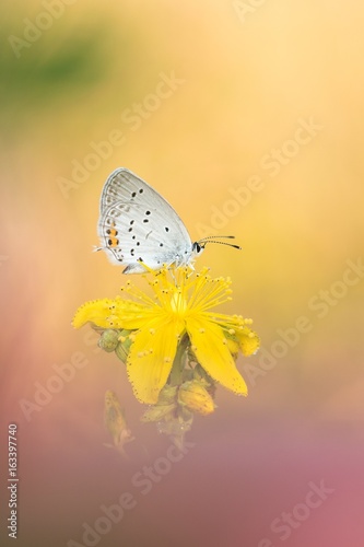 Canvas Print Beautiful nature scene with butterfly Short-tailed Blue (Cupido argiades) (family Lycaenidae)