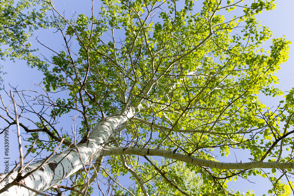 Tree with green leaves against the blue sky