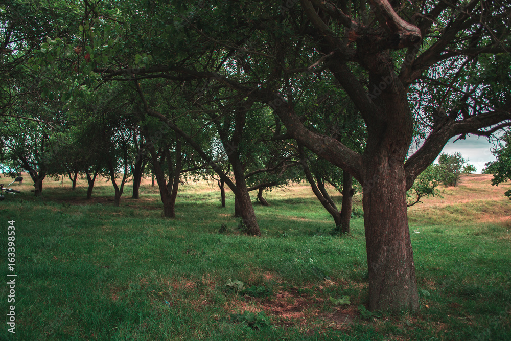 Evening summer forest landscape park with fruit trees. Evening summer forest landscape park with fruit trees.