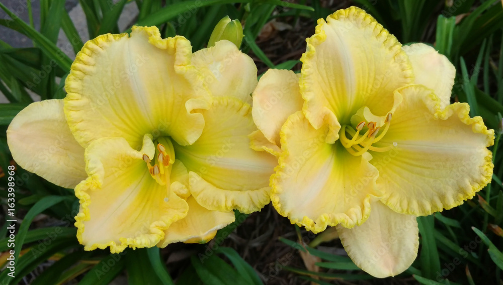 Frilled Yellow Lilies