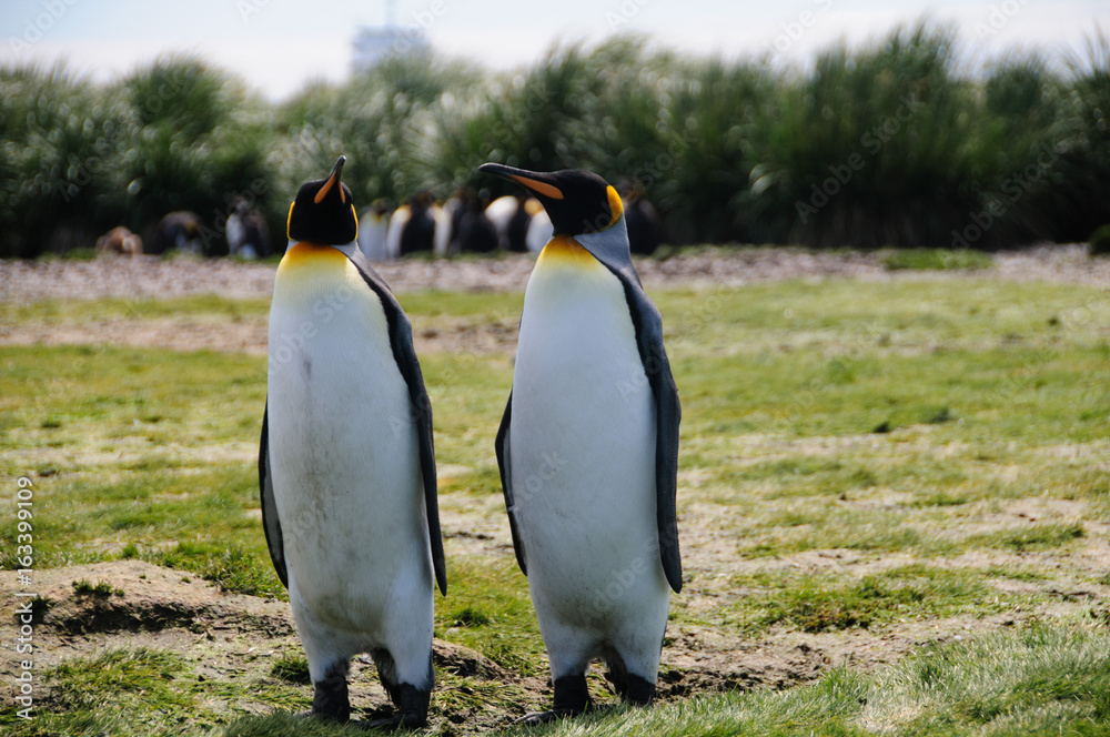 Fototapeta premium King Penguins on Salisbury plains