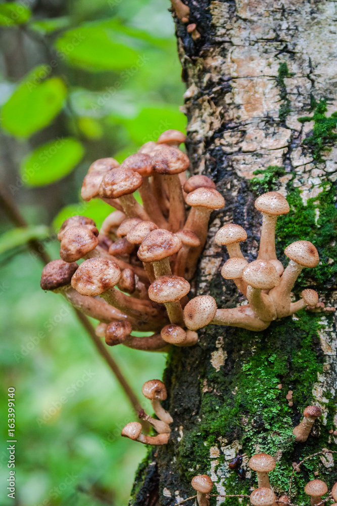 mushrooms grow on the tree mushrooms grow on the tree