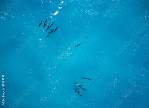 Aerial view of Dolphins off the west coast of Oahu Hawaii