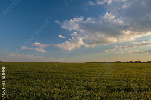 Russia, time lapse. Clouds over the vast fields of ripe wheat in the middle of summer at sunset.