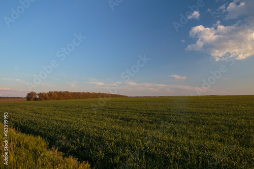 Russia  time lapse. Clouds over the vast fields of ripe wheat in the middle of summer at sunset.