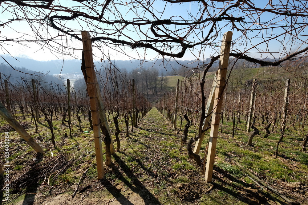 vineyard vineyard