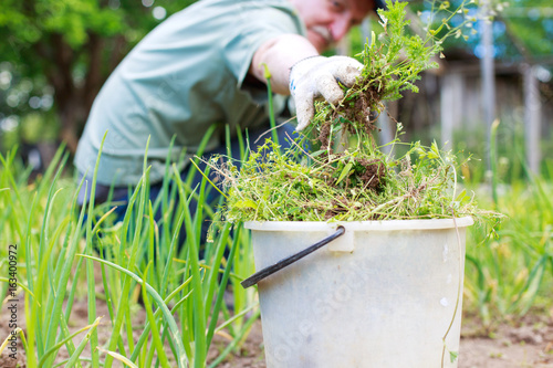 A man is weeding beds. Man in the garden