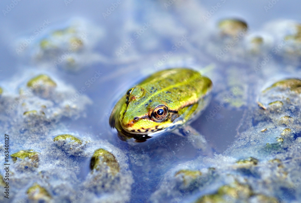 Kleiner Frosch schaut aus dem Wasser Kleiner Frosch schaut aus dem Wasser