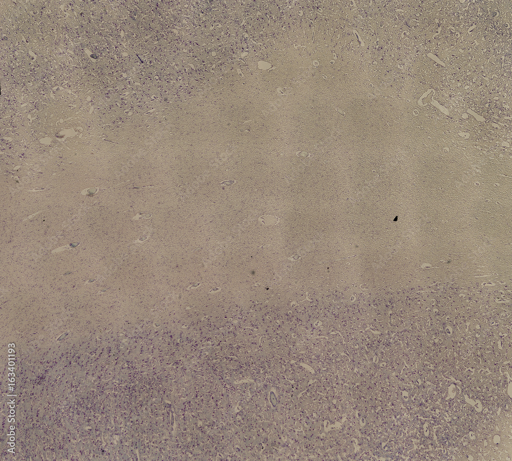 Obraz premium human body cells under a microscope