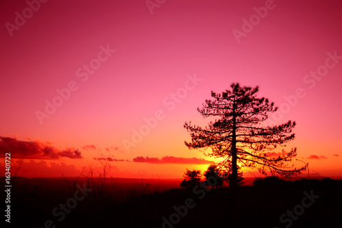 Tramonto rosso con una silhouette di un albero di abete