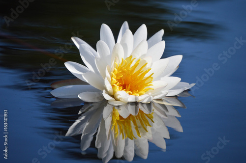 Water lily reflection on pond