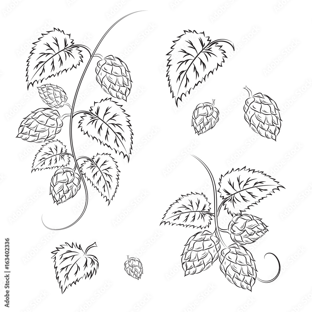 Branches of hops with cones, isolated on a white background without a shadow. Branches of hops with cones, isolated on a white background without a shadow.